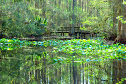 Bridge at Highlands Hammock State Park